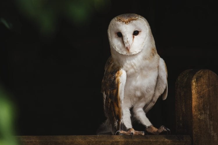 Are Your Kids Night Owls?