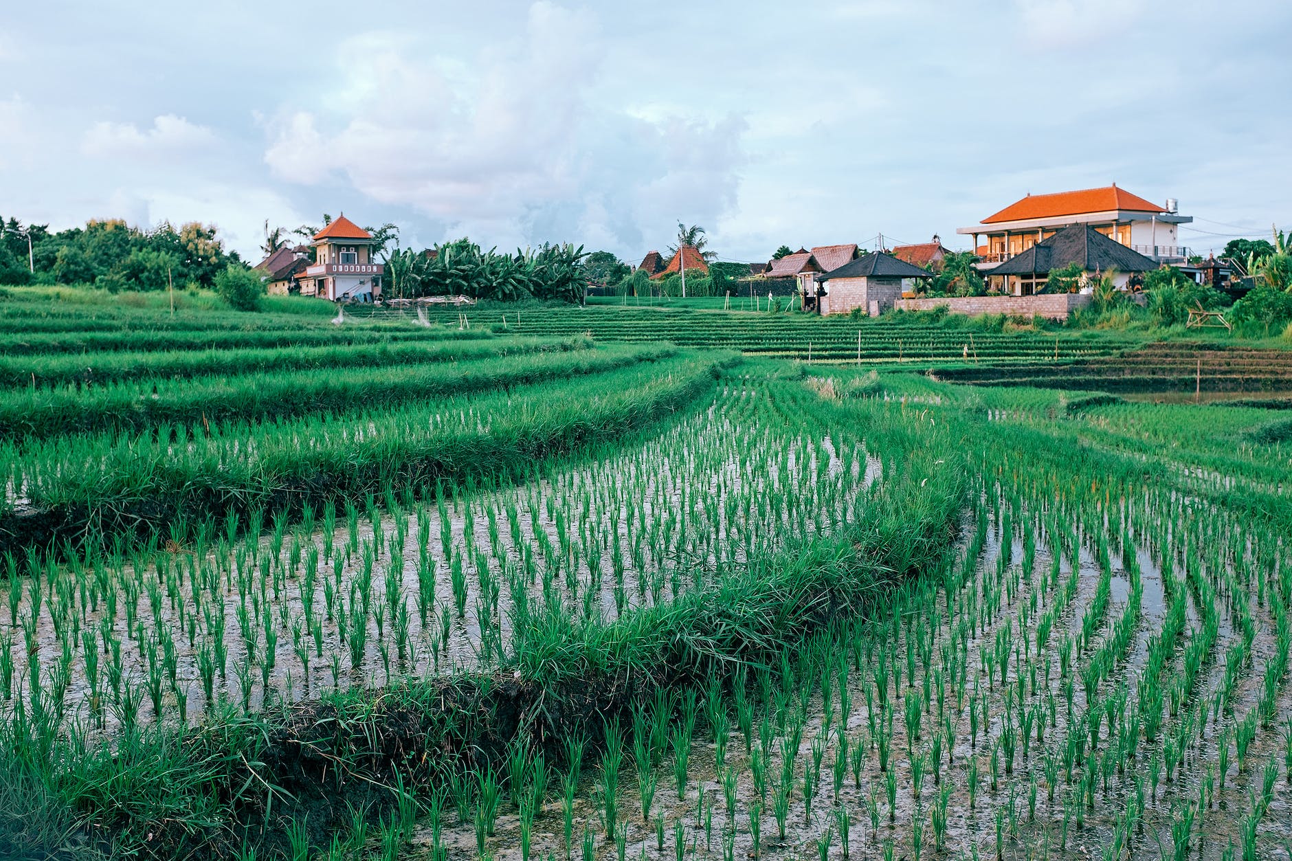 plantation of rice growing in tropical farm